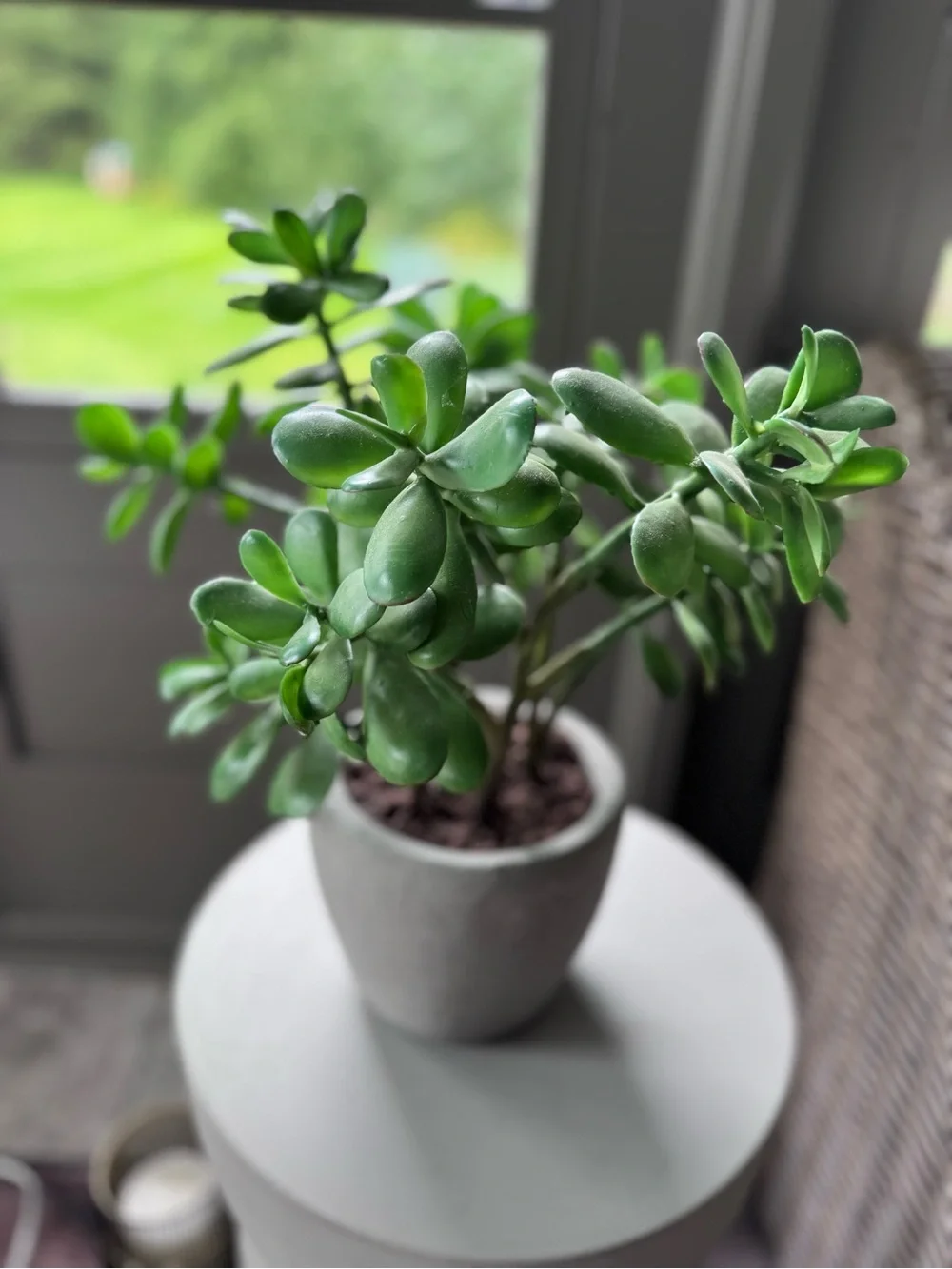 CB2 Faux Green Jade Succulent in Gray Ceramic Pot - Home Accents